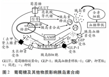 高考热点素材:血糖调节机制 第3张