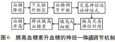 高考热点素材:血糖调节机制 第7张