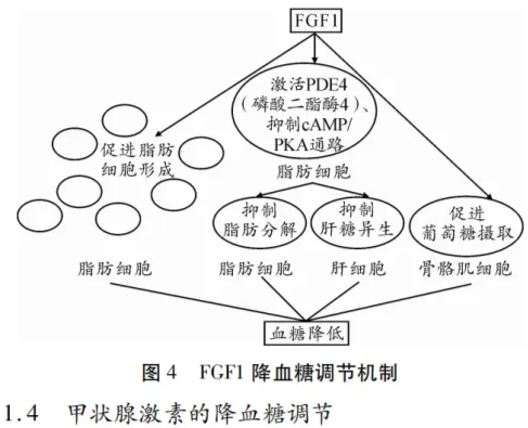 高考热点素材:血糖调节机制 第5张