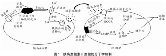 高考热点素材:血糖调节机制 第6张