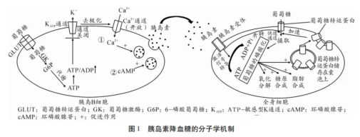 高考热点素材:血糖调节机制 第2张