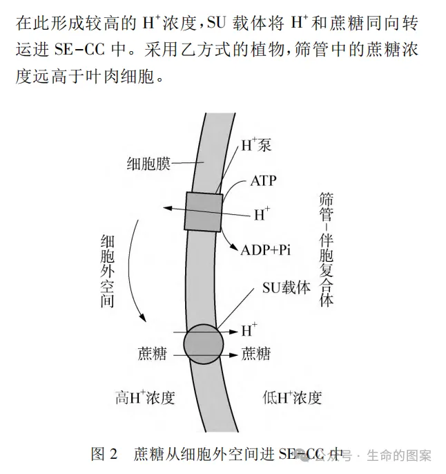 一道“蔗糖”高考题引发的思考 第4张