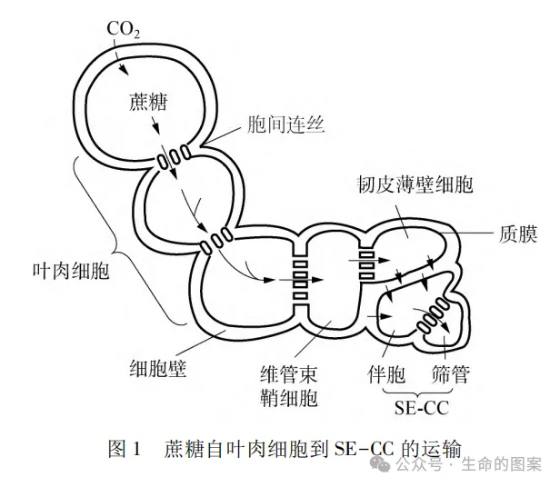 一道“蔗糖”高考题引发的思考 第3张