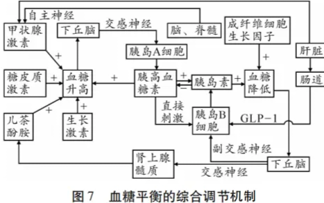 高考热点素材:血糖调节机制 第8张