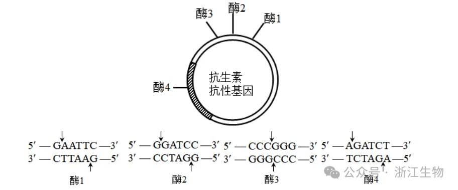 高考生物:如何快速找“题眼”解题突破! 第6张