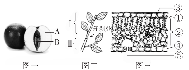 中考魔方丨生物·绿色植物的光合作用和呼吸作用 第5张