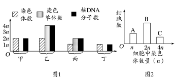 高考生物 | 减数分裂知识点总结! 第8张