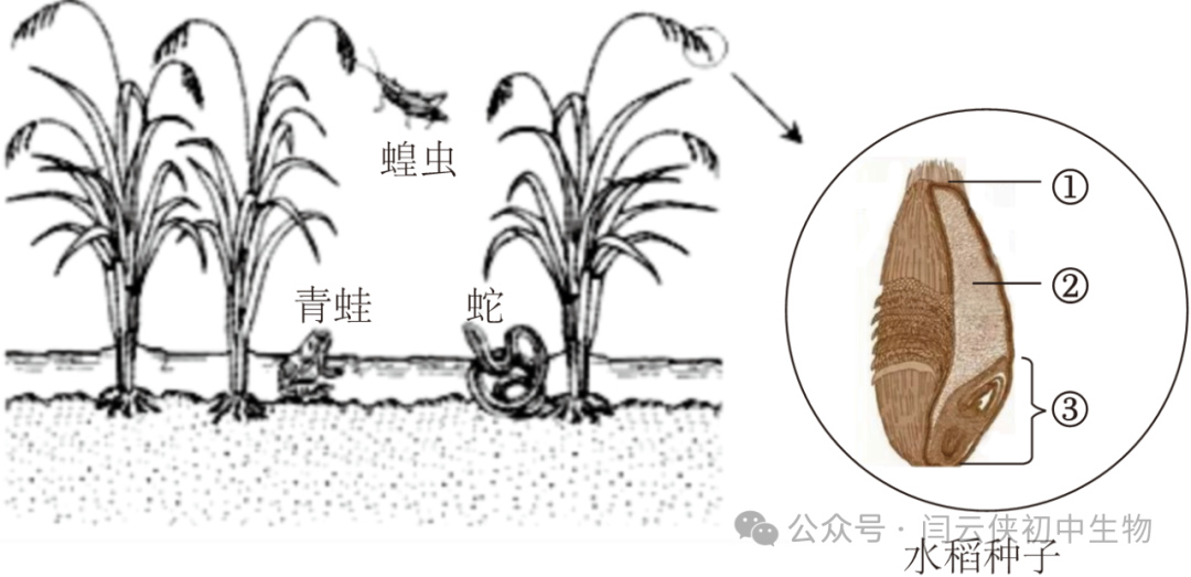 中考真题:2023年福建省中考生物试卷(后附答案) 第9张