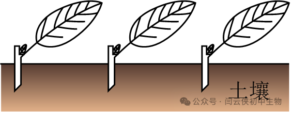 中考真题:2023年福建省中考生物试卷(后附答案) 第2张