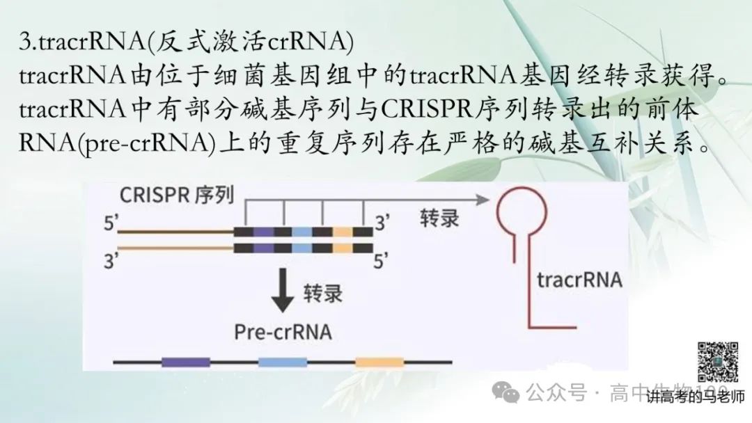 讲高考寻规律11:CRISPR/Cas9基因组编辑技术 第8张