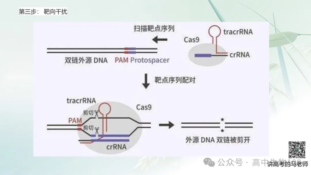 讲高考寻规律11:CRISPR/Cas9基因组编辑技术 第12张