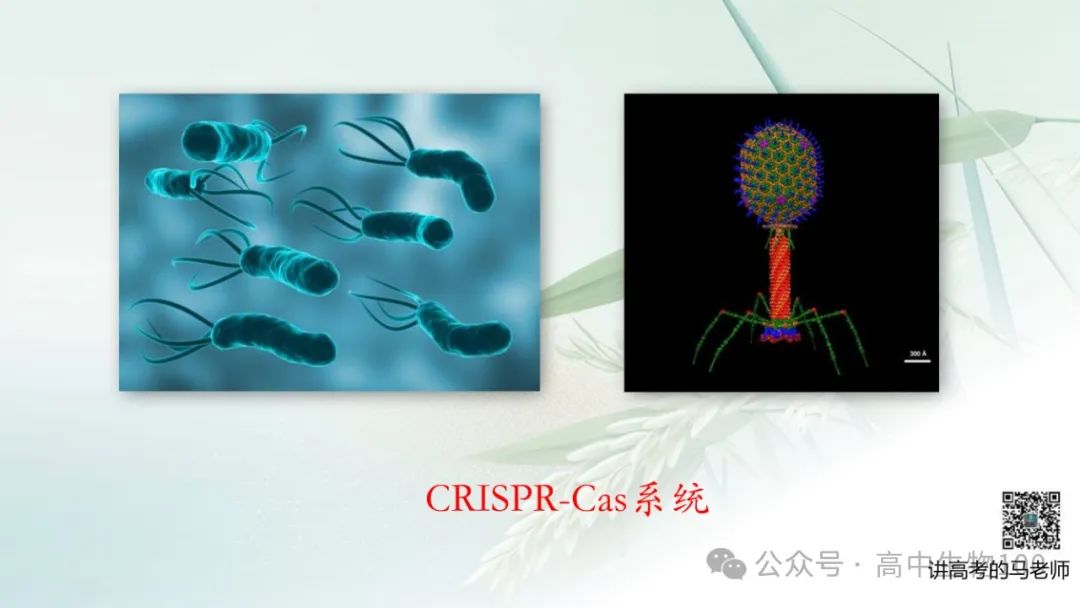 讲高考寻规律11:CRISPR/Cas9基因组编辑技术 第4张