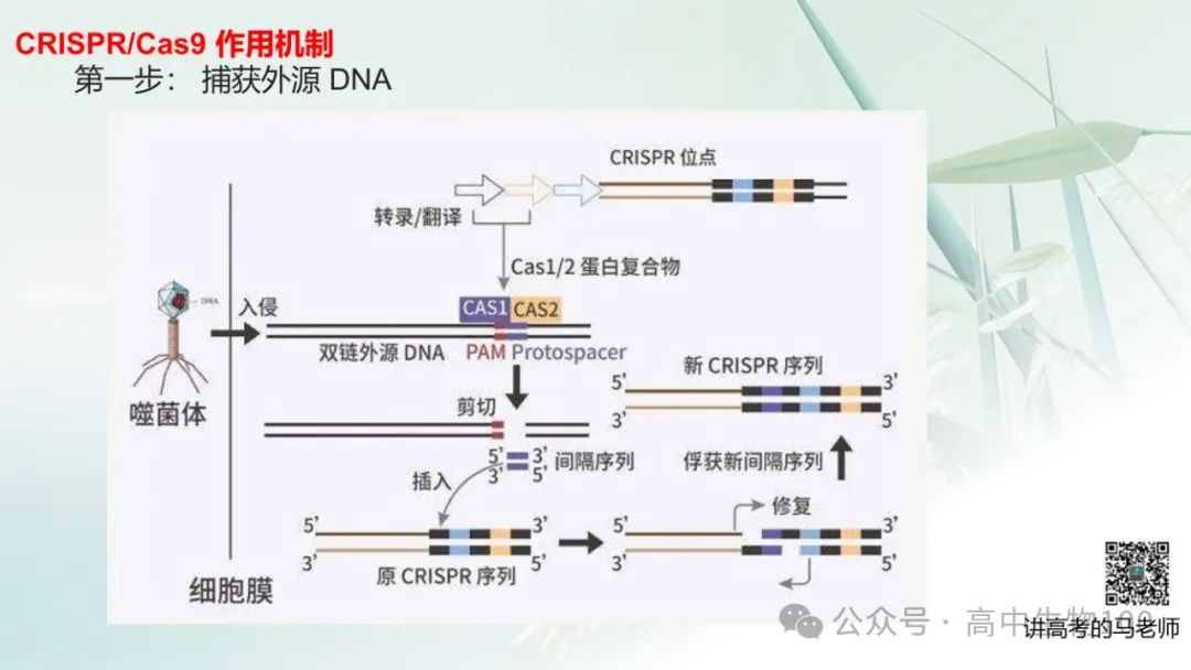 讲高考寻规律11:CRISPR/Cas9基因组编辑技术 第10张