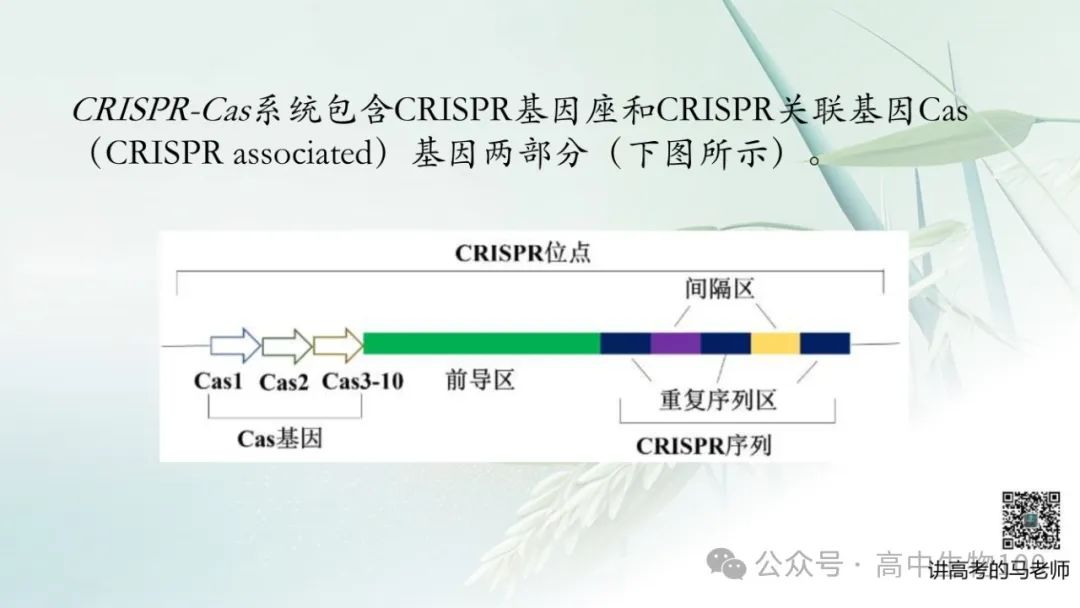 讲高考寻规律11:CRISPR/Cas9基因组编辑技术 第5张