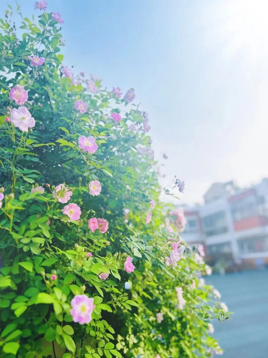 编外|南京致远外国语小学教师招聘简章(若干人) 第9张