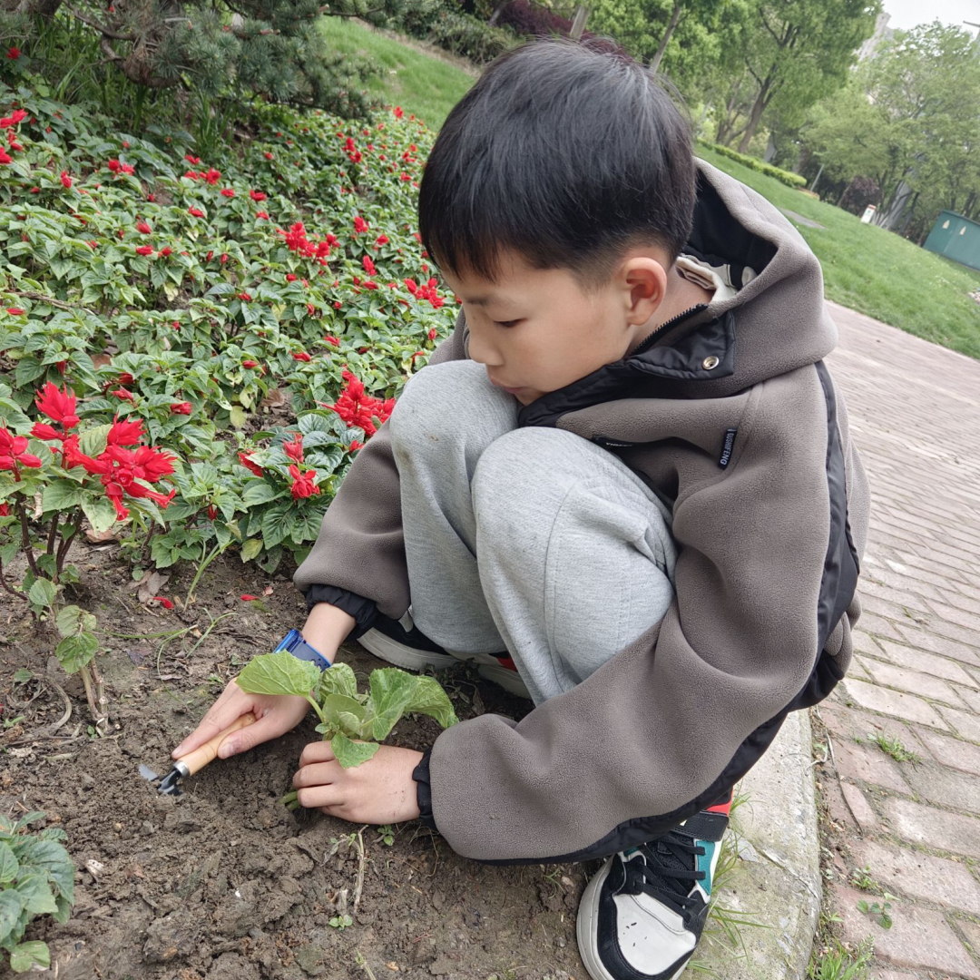 【实小教育集团·十里坊小学】“趣”当劳动者,“育”见劳动美 ——四年级劳动主题系列活动 第15张