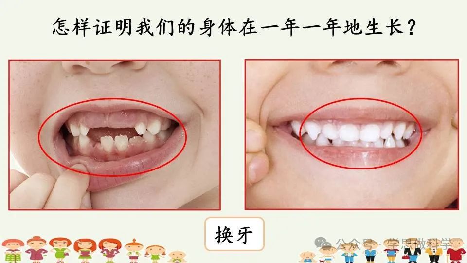 2.5发现生长(小学科学教科版二年级下册课件) 第9张