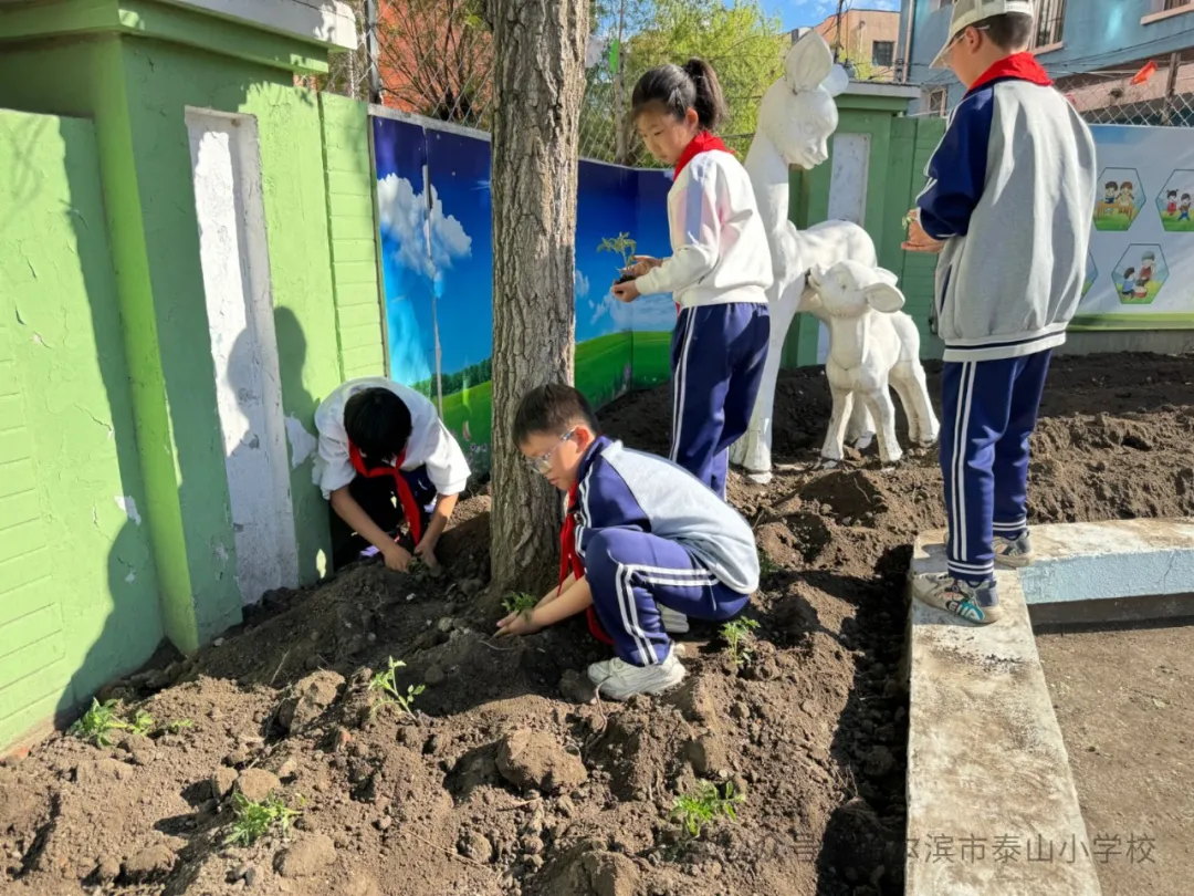 泰山小学远程种植活动侧记 第27张