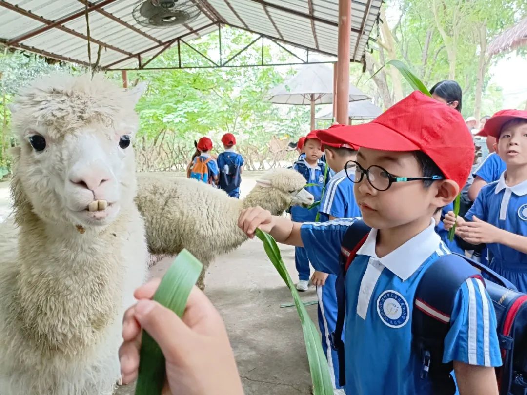 龙飞小学1-2年级学生主题式研学课程活动精彩回顾 第39张