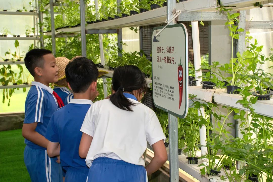 龙飞小学3-6年级学生主题式研学课程活动精彩回顾 第22张