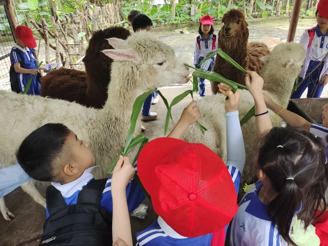 龙飞小学1-2年级学生主题式研学课程活动精彩回顾 第38张