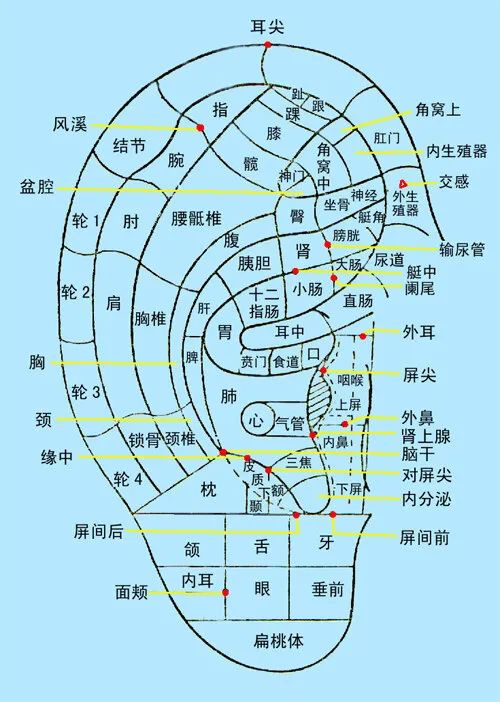 中高考家长、老师注意了!孩子紧张压力大,颐康医院免费“耳穴压豆”为莘莘学子提神助力 第9张