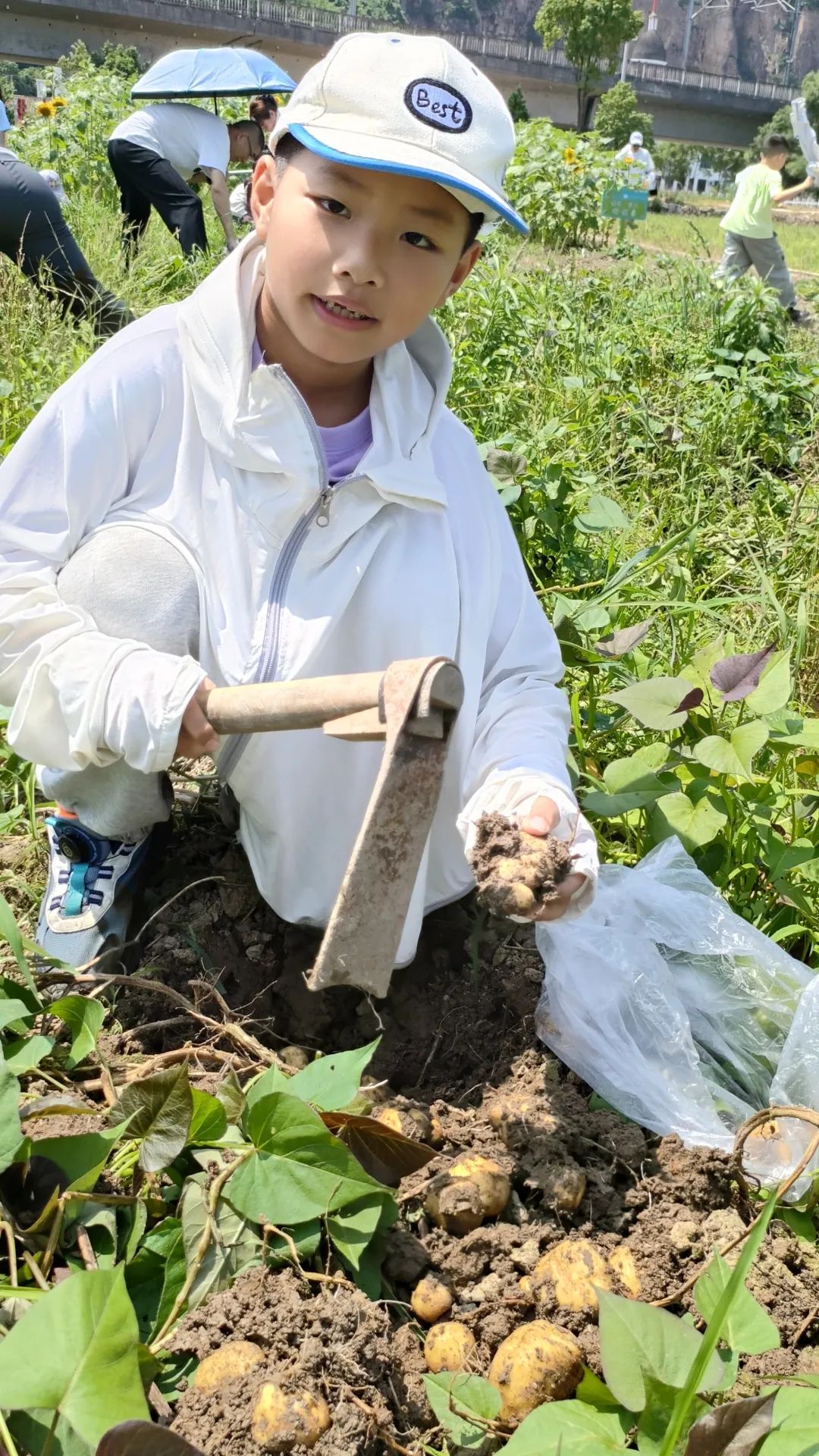 【劳动教育】土豆你好——鳌江实验小学2024年“收获节”挖土豆劳动主题实践活动 第21张