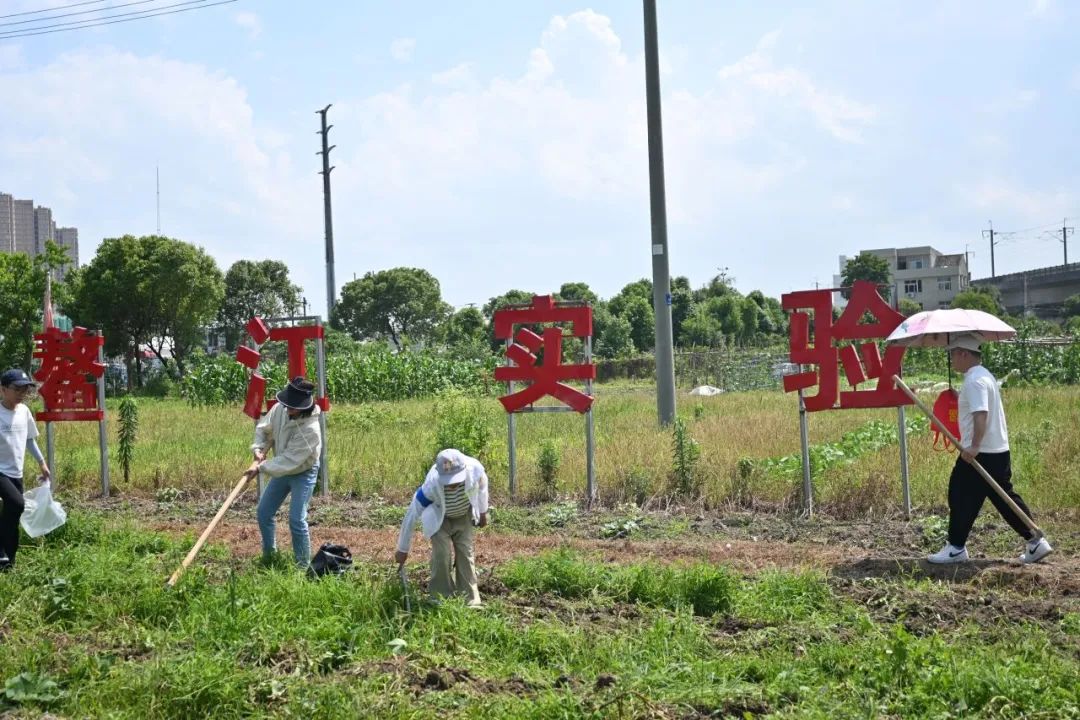 【劳动教育】土豆你好——鳌江实验小学2024年“收获节”挖土豆劳动主题实践活动 第20张