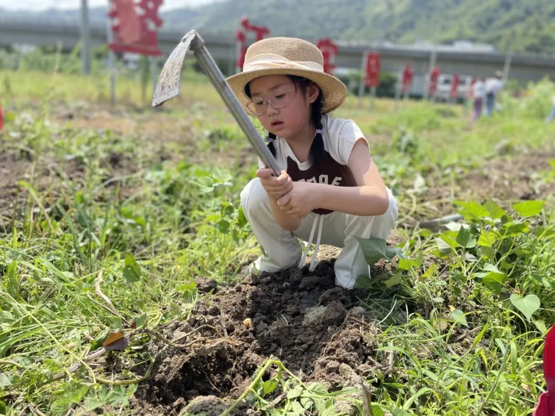 【劳动教育】土豆你好——鳌江实验小学2024年“收获节”挖土豆劳动主题实践活动 第19张