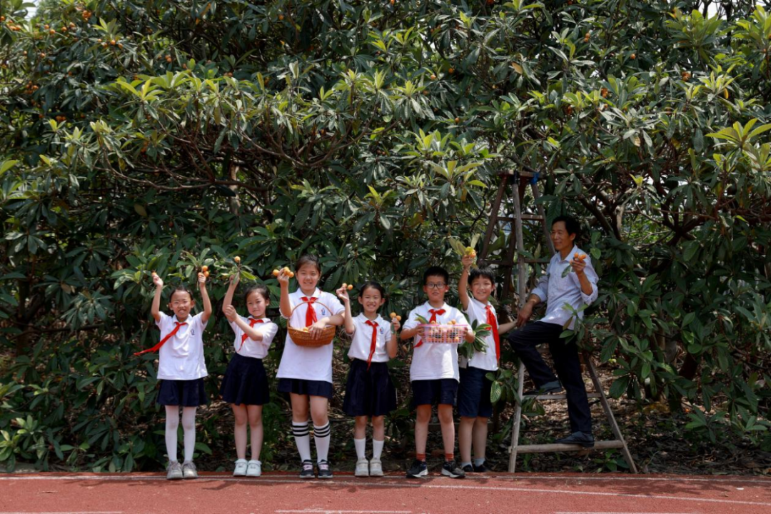 “巧手酿清甜,枇杷享清韵”——塘南小学李家桥校区枇杷节系列实践活动:枇杷罐头制作 第1张