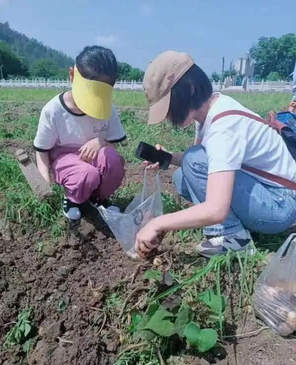 【劳动教育】土豆你好——鳌江实验小学2024年“收获节”挖土豆劳动主题实践活动 第18张