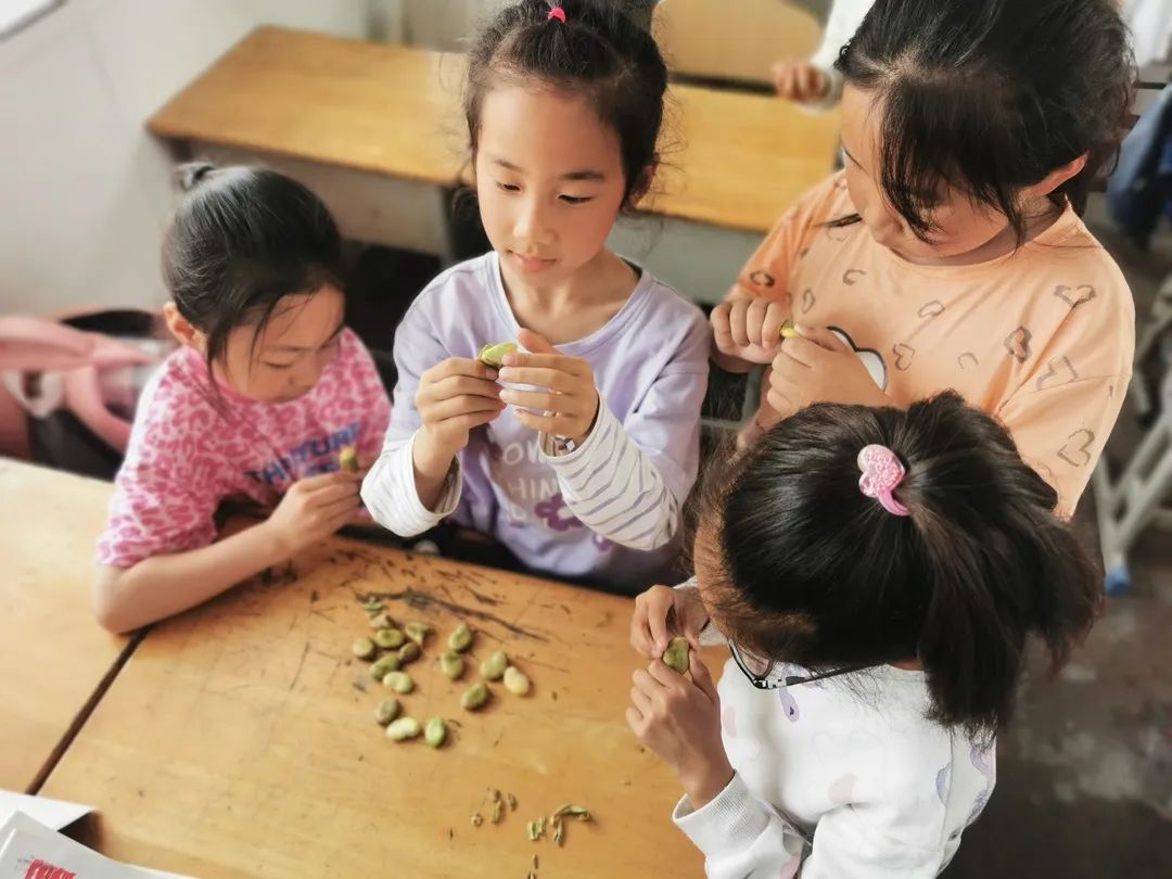 【苴镇德耀小学|情感德育】我与蚕豆共成长——苴镇德耀小学开展劳动实践活动 第31张