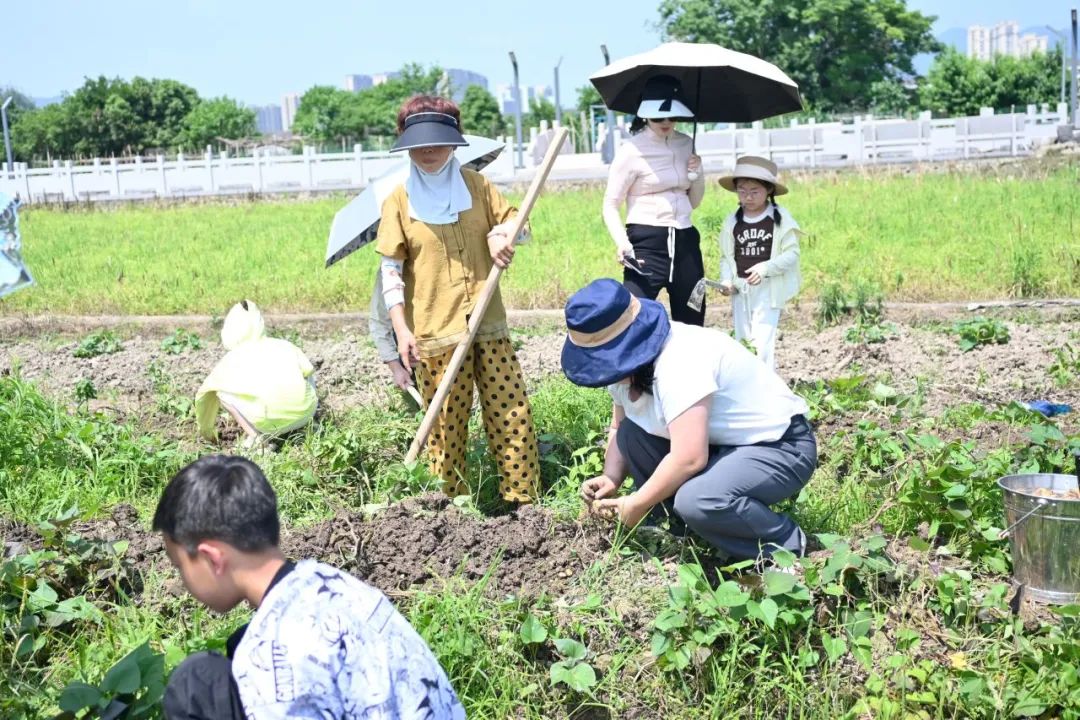 【劳动教育】土豆你好——鳌江实验小学2024年“收获节”挖土豆劳动主题实践活动 第23张