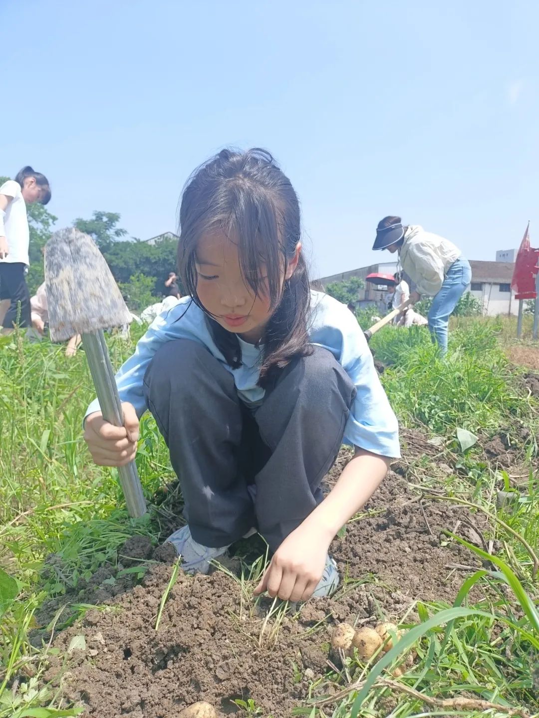 【劳动教育】土豆你好——鳌江实验小学2024年“收获节”挖土豆劳动主题实践活动 第15张