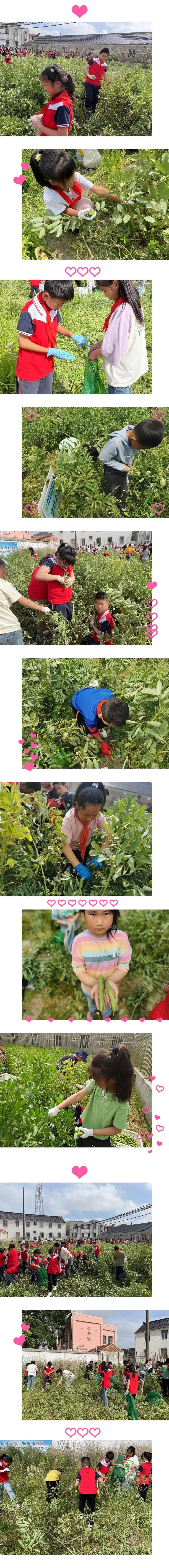 【苴镇德耀小学|情感德育】我与蚕豆共成长——苴镇德耀小学开展劳动实践活动 第15张