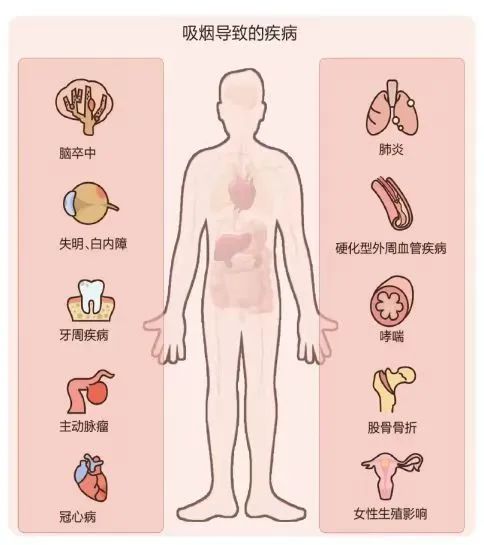 【筵宾镇中心小学|全环境树人】珍爱生命,拒绝烟草 第4张