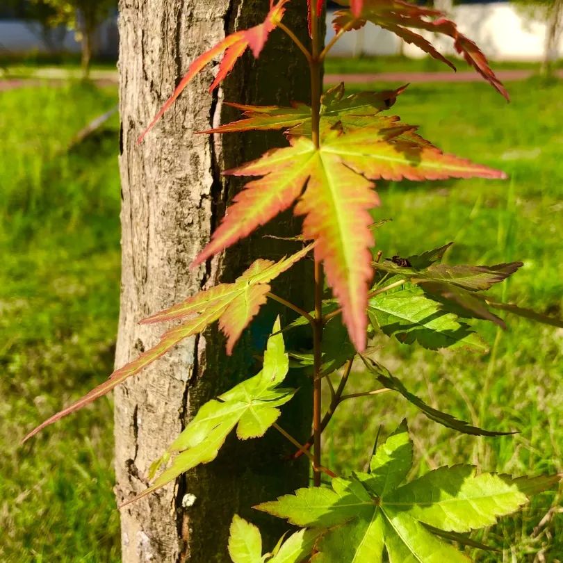 “艺”彩纷呈 “术”写未来丨龙港市实验小学第二届艺术节 第62张