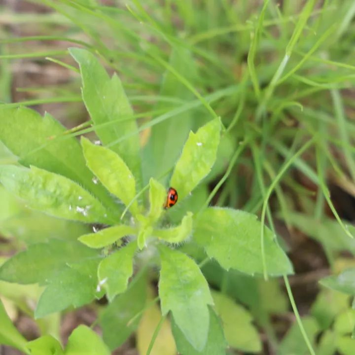 “艺”彩纷呈 “术”写未来丨龙港市实验小学第二届艺术节 第66张