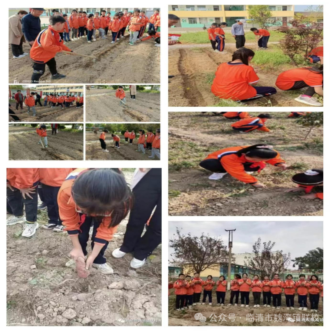 赞!魏湾镇第一中心小学获评临清市级第一批乡村温馨校园建设典型案例 第18张