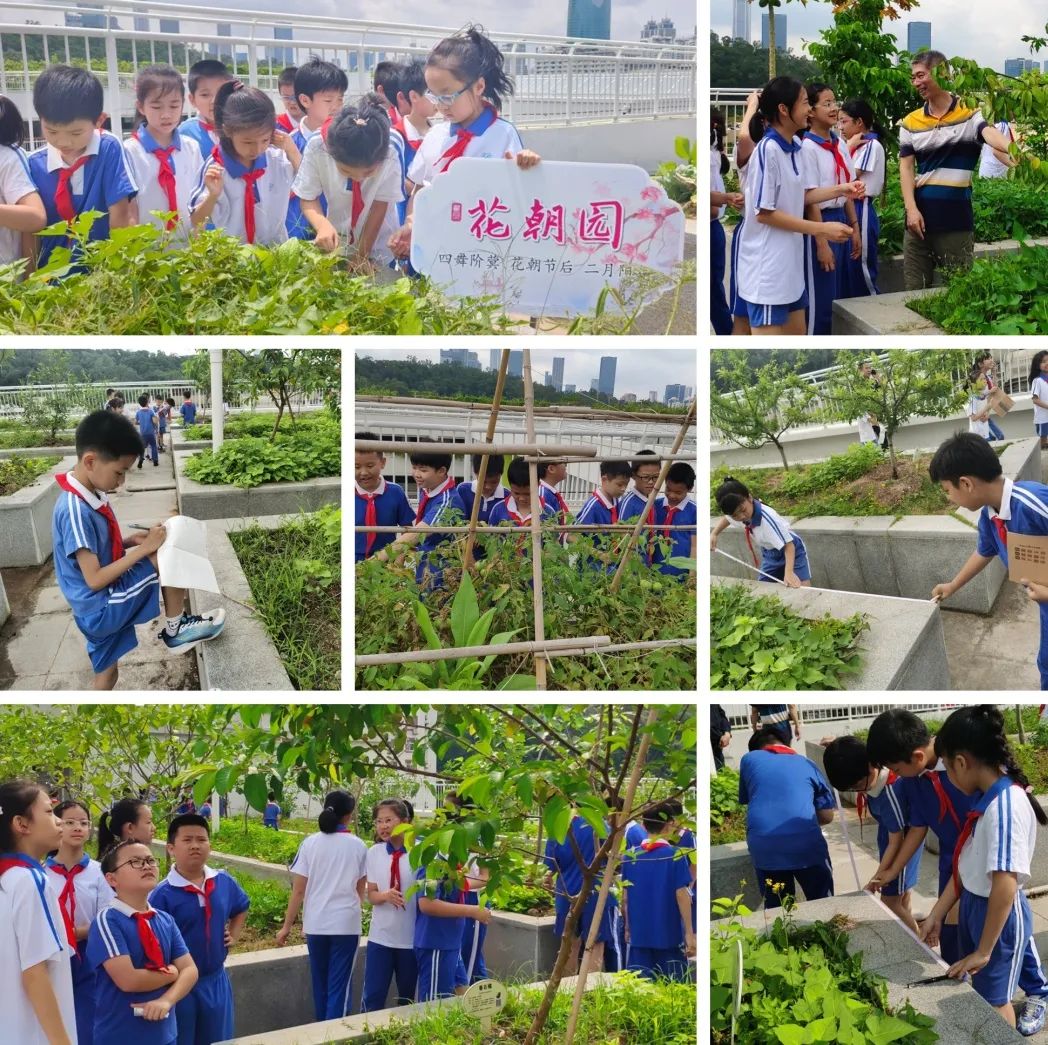 莲花山下好大一节数学课:新莲小学“空中农场的几何美学”课程长卷 第7张