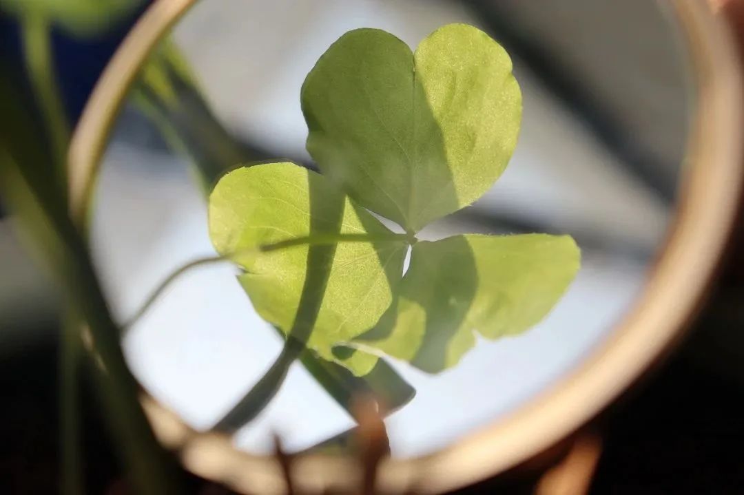 “艺”彩纷呈 “术”写未来丨龙港市实验小学第二届艺术节 第57张