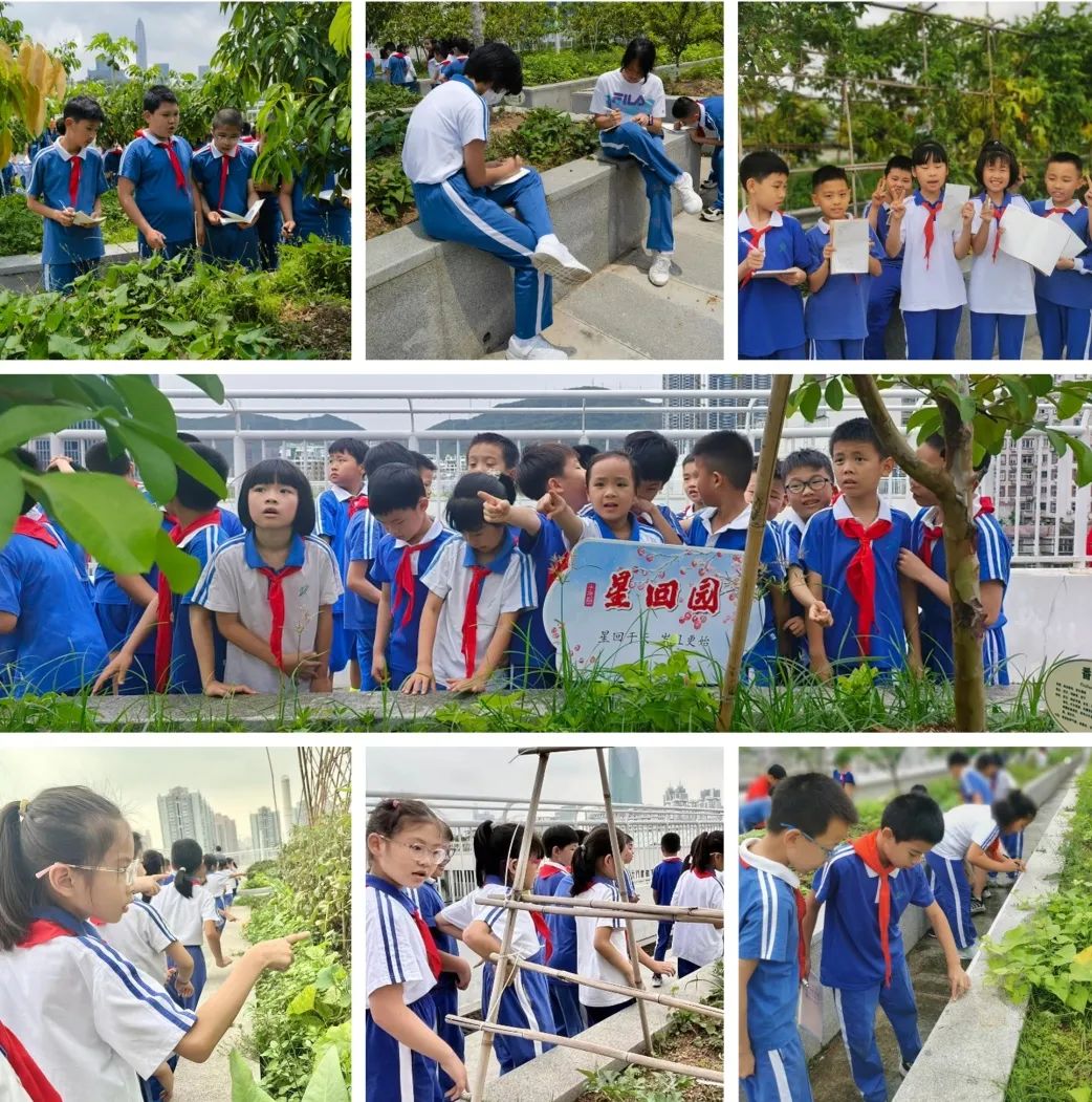 莲花山下好大一节数学课:新莲小学“空中农场的几何美学”课程长卷 第8张