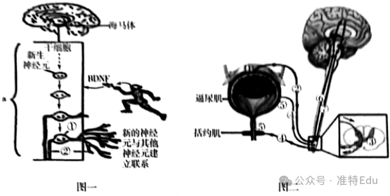 2024生物中考冲刺押题 第1张