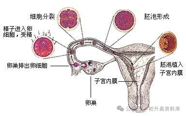 2024年中考生物一轮复习核心考点必背知识清单 第5张