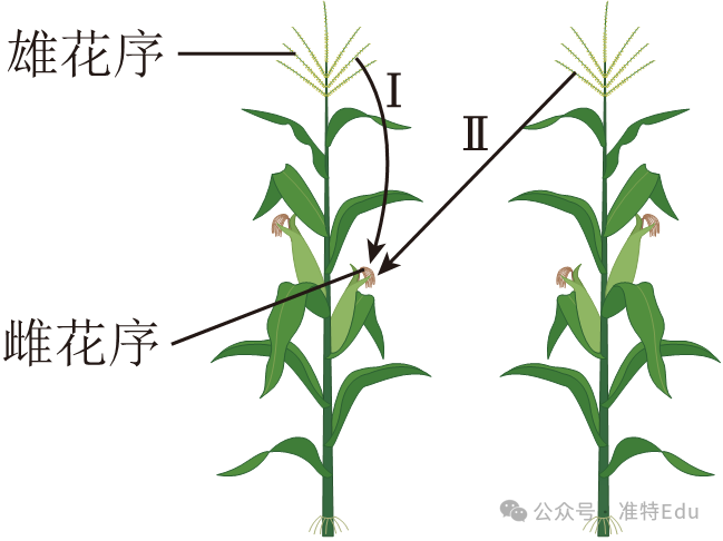 2024生物中考冲刺押题 第2张