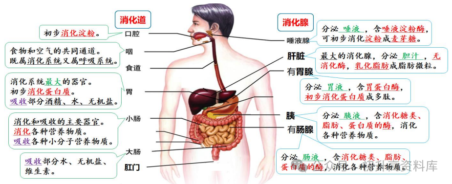 2024年中考生物一轮复习核心考点必背知识清单 第6张