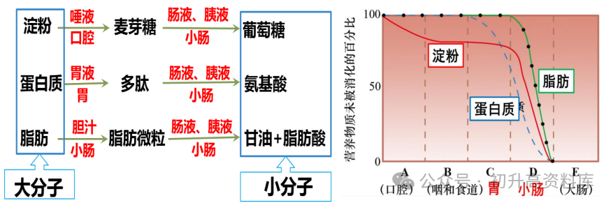 2024年中考生物一轮复习核心考点必背知识清单 第7张