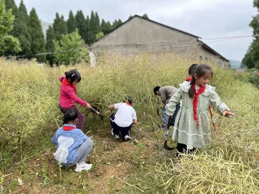 江山市大桥小学2024年一年级招生开始啦! 第32张