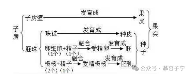 【中考生物】2024年中考生物二轮复习专题配套测试题一生物体的结构层次(含解析) 第10张