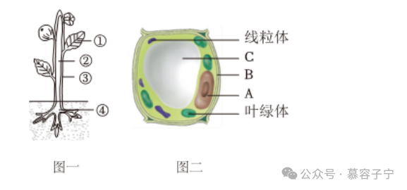 【中考生物】2024年中考生物二轮复习专题配套测试题一生物体的结构层次(含解析) 第16张